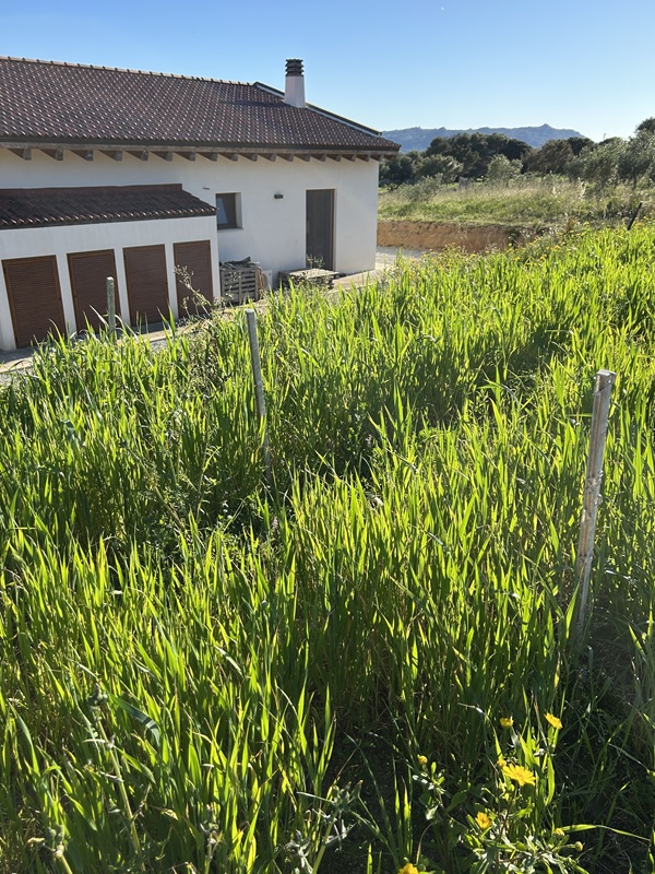 イタリア・サルデーニャ産小麦