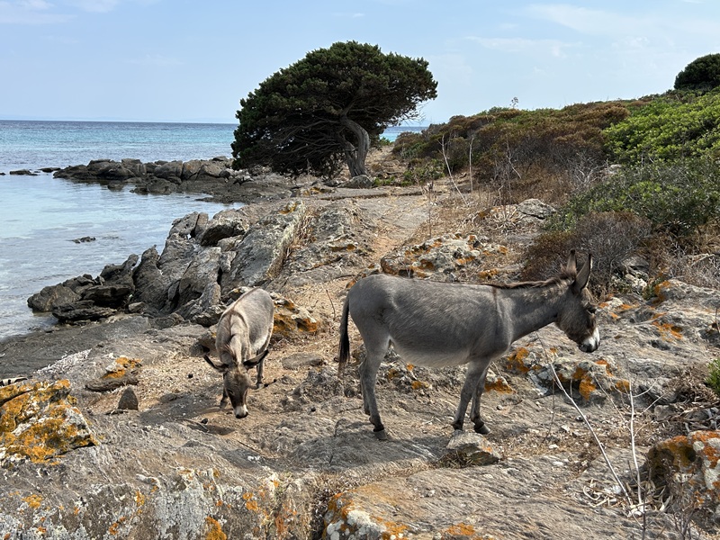 アジナーラ島