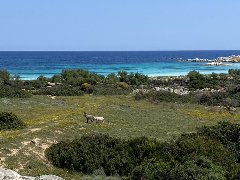 アジナーラ島白いロバ
Cala Snat'Andrea Zona A Asinara